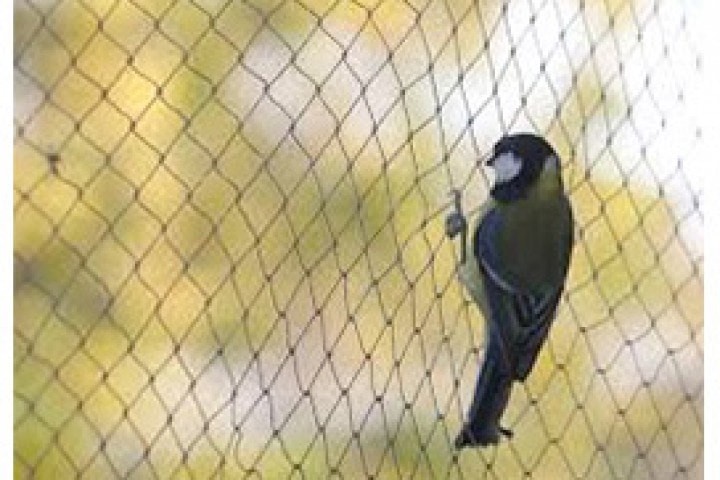 bird seating on net 